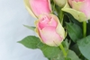 BELLE ROSE